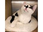 Adopt Ari a Black & White or Tuxedo Domestic Shorthair (short coat) cat in West