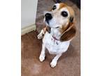Adopt Raina a Tricolor (Tan/Brown & Black & White) Beagle / Mixed dog in Honeoye