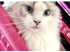 Adopt Alicia a Cream or Ivory Ragdoll (long coat) cat in New Braunfels