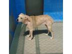 Adopt a Tan/Yellow/Fawn - with White Labrador Retriever / Mixed dog in Redding