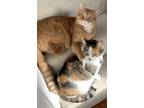 Adopt Luke a Orange or Red Tabby Domestic Shorthair (medium coat) cat in