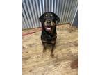 Adopt Brutus a Black - with Tan, Yellow or Fawn Rottweiler / Mixed dog in