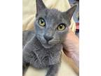 Adopt Boris a Gray or Blue Russian Blue (short coat) cat in Leesburg