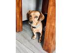 Adopt Wally a Red/Golden/Orange/Chestnut - with White Dachshund / Mixed dog in