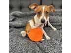 Adopt Bobby a White - with Tan, Yellow or Fawn Rat Terrier / Mixed dog in