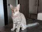 Adopt Selina a Gray, Blue or Silver Tabby Tabby / Mixed (medium coat) cat in