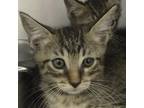 Adopt 230829F190 a Brown or Chocolate American Shorthair / Mixed cat in