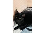 Adopt Bailee a All Black American Shorthair / Mixed (short coat) cat in Bossier