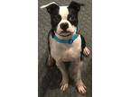 Adopt TANK a Black - with White Boston Terrier / Mixed dog in Grafton