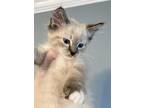 Adopt Fuji a Calico or Dilute Calico Ragdoll (long coat) cat in New Braunfels