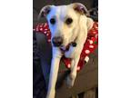 Adopt DAISY a White Labrador Retriever / Mixed dog in Grafton, OH (39089096)