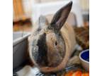 Adopt Darth Hopper a Other/Unknown / Mixed rabbit in Richmond, CA (36875343)