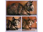 Adopt MOCHA a Tortoiseshell Calico (short coat) cat in Downey, CA (39089100)