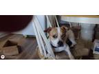 Adopt Reef a Brown/Chocolate - with White Jack Russell Terrier / Mixed dog in