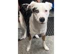 Adopt Keno a Black Australian Shepherd / Mixed dog in Bowling Green