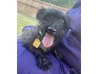 Adopt Vanderbilt a Black Schnauzer (Miniature) / Mixed dog in Fort Worth