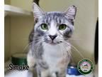 Adopt 23-08-2665a Smoke a Domestic Shorthair / Mixed (short coat) cat in Dallas