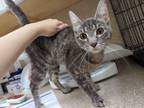 Adopt Sarah a Gray or Blue Domestic Shorthair / Domestic Shorthair / Mixed cat