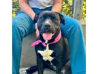 Adopt Bombay a Black American Staffordshire Terrier / Pit Bull Terrier / Mixed