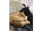 Adopt Ron and Oreo a Orange or Red Tabby (medium coat) cat in Royal Palm Beach