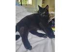 Adopt Lucy or small cat a All Black American Shorthair / Mixed (short coat) cat