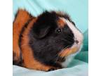 Adopt Diego a Guinea Pig small animal in Urbana, IL (39088809)