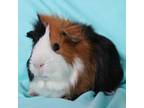 Adopt Manny a Guinea Pig small animal in Urbana, IL (39088808)