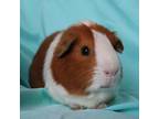 Adopt Glama a Guinea Pig small animal in Urbana, IL (39088807)