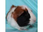 Adopt Neo a Guinea Pig small animal in Urbana, IL (39088806)