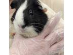 Adopt S'Mores -- Bonded Buddy With Coco a Guinea Pig small animal in Des Moines