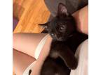 Adopt Tico & Teca - Bonded Pair a All Black American Shorthair / Mixed cat in
