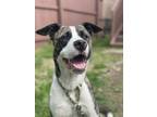 Adopt Duke a Brindle - with White Boxer / Mixed dog in Akron, OH (39087879)
