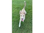 Adopt Tip a White - with Tan, Yellow or Fawn German Shepherd Dog / Husky / Mixed