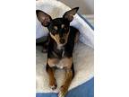 Adopt Astro a Black - with Tan, Yellow or Fawn Chiweenie / German Shepherd Dog /