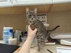 Adopt Mama Thea a Gray or Blue Domestic Shorthair / Domestic Shorthair / Mixed