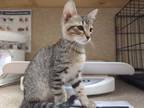 Adopt Evie a Gray or Blue Domestic Shorthair / Domestic Shorthair / Mixed cat in