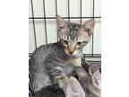 Adopt Ty a Gray or Blue Domestic Shorthair / Domestic Shorthair / Mixed cat in