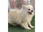 Adopt Max a White - with Tan, Yellow or Fawn Pomeranian / Mixed dog in Lake