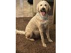 Adopt Teddy a White Goldendoodle / Mixed dog in Herriman, UT (39088454)