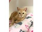 Adopt Bookmark a Domestic Shorthair / Mixed (short coat) cat in Grand Forks