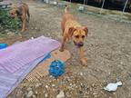 Adopt Cha Cha a Brown/Chocolate - with Black Great Dane / Black Mouth Cur /