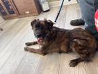 Adopt Cash a Brindle - with White Border Collie / Dutch Shepherd / Mixed dog in