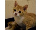 Adopt Todd a Orange or Red Domestic Shorthair / Mixed cat in Waynesboro