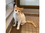 Adopt Nestor a Orange or Red Domestic Mediumhair (medium coat) cat in Truckee