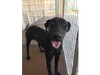 Adopt Mesa a Black Labrador Retriever / Great Dane / Mixed dog in Bernalillo