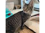Adopt Cheeks a Brown Tabby Domestic Shorthair (short coat) cat in Truckee