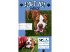 Adopt Pierce a Brown/Chocolate Boxer / American Pit Bull Terrier / Mixed dog in