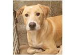 Adopt Virginia a Tan/Yellow/Fawn Labrador Retriever / Mixed dog in Commerce
