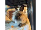 Adopt The Lorax a Tan Other/Unknown / Other/Unknown / Mixed rabbit in Missoula