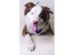 Adopt 23-415D Mullet a Red/Golden/Orange/Chestnut Australian Shepherd / Mixed